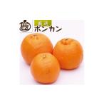 厳選 ポンカン1kg+250g 傷み補償分