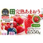 ふるさと納税 いちご 福岡県 田川市 アフター保証 あまおう 約550g(約275g×2パック) 先行受付/2026年2月以降順次発送予定 いちご 大粒 不揃い 苺 イチゴ …