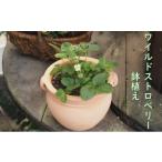 花 鉢植え ワイルドストロベリーの鉢植え