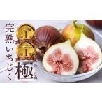 ふるさと納税 いちじく 愛知県 田原市 先行予約 9月中お届け 　完熟 いちじく［極］ 無花果 9-12玉 専用箱でお届け 2026年発送 イチジク 6月7月／8月／9月／10…