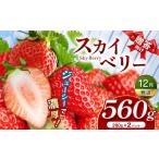 ふるさと納税 いちご 栃木県 真岡市 スカイベリー(贈答向け) 12月発送 280g×2p | 贈答品 プレゼント 新鮮 完熟 いちご 旬 スカイベリー 苺 ストロベリー …