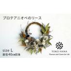 花 苗木 プロテアニオベのリース Lサイズ