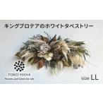 花 苗木 キングプロテアのホワイトタペストリー
