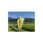 ショッピンググラビス ふるさと納税 とうもろこし 長野県 茅野市  八ヶ岳産 スイートコーン　ともろこし　グラビス(黄色と白の粒が特徴)　4kg 1540746