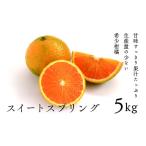 ふるさと納税 みかん・柑橘類 宮崎県 綾町 希少柑橘「スイートスプリング」5kg 化粧箱