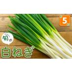 fu.... налог овощи вид лук порей Tottori префектура .. город предшествующий предварительный заказ принимается 11 месяц сверху .~3 месяц последняя декада отправка предположительно белый лук порей ( примерно 5kg) sm-DI004 большой .. прекрасный 