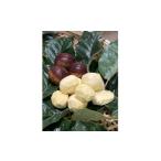 fu.... налог фрукты вид каштан Gifu префектура .ke. блок рефрижератор .. каштан 8 упаковка (...) 1532685