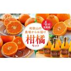 果物類 みかん 柑橘定期便 4回定期便 樹_ZS69007