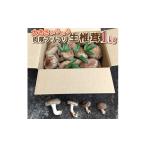 大きさいろいろ肉厚プリプリ生椎茸1kg