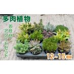 苗木 多肉植物 おまかせ アソートセット 12