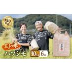 米 6回 定期便 令和8年産 ハツシモ 10kg