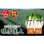 井上農園の白ネギ 球磨美人 Mサイズ×40本