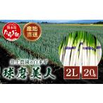 井上農園の白ネギ 球磨美人 2Lサイズ×20本