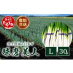 井上農園の白ネギ 球磨美人 Lサイズ×30本