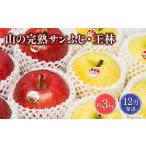 りんご 2026年12月上旬頃より発送