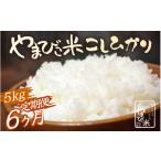 定期便 米 コシヒカリ 新庄やまびこ米 白米 5kg