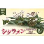 花 シクラメン5号鉢 天使のはね 特別 お花