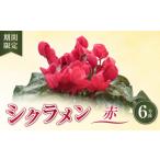 花 シクラメン6号鉢 赤 特別 お花 お 品 フラワー