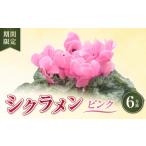 花 シクラメン6号鉢 ピンク 特別 お花 お 品