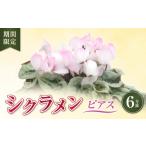 花 シクラメン6号鉢 ピアス 特別 お花 お 品