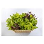 野菜類 20-79 化学農薬を使わない伊勢志摩産水耕栽培野菜