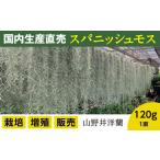 花 スパニッシュモス 太葉 120g
