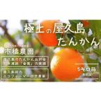 みかん 柑橘類 市橋農園 屋久島産たんかん