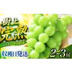 ふるさと納税 ぶどう マスカット 長崎県 長与町 シャインマスカット 2026予約 2026年9月〜10月頃発送 ご家庭用シャインマスカット 1.2kg前後（2〜3房）長与町…