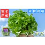野菜類 ブーケレタス 12パック