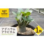 苗木 Adenium arabicum アデニウム