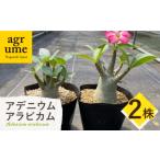 苗木 Adenium arabicum アデニウム