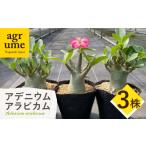 苗木 Adenium arabicum アデニウム