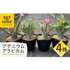 苗木 Adenium arabicum アデニウム