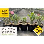 苗木 Adenium arabicum アデニウム