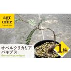 苗木 Operculicarya pachypus