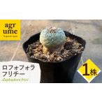 苗木 ロフォフォラ 銀冠玉 Lophophora