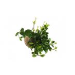 インテリア 360度楽しめる 吊るせる観葉植物
