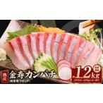 冷凍熟成金寿カンパチ1200g 刺身用ブロック