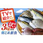 魚貝類 未利用魚 漁師直送 朝どれ 鮮魚 おまかせ