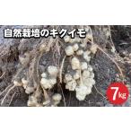 野菜類 自然栽培のキクイモ 7kg