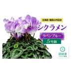 花 離島以外配送 シクラメン5号鉢 ラパンブルー