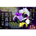 花 4月~ 花しょうぶ ジャパン アイリスの苗