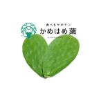 野菜類 あなたのカメに 自然のごちそうを