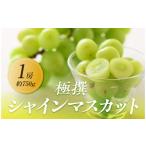 ぶどう マスカット 極撰 大房シャインマスカット1房 約750g