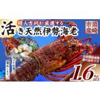 活き伊勢海老 1.6kg以上