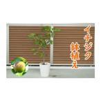 苗木 イチジク 鉢植え 植物 ガーデン インテリア