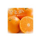 果物類 みかん 紀州有田産せとか約3kg