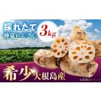 人参 大根 他根菜 50個