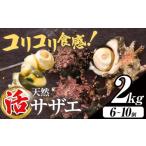 ふるさと納税 魚貝類 千葉県 勝浦市 天然『活』サザエ 2kg ( 6個 〜 10個 ) 《7月中旬-9月上旬頃出荷》 配送不可地域:離島・北海道・沖縄県・東北・中国・四…