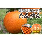 みかん 柑橘類 2027年発送 屋久島産たんかん 約3.5kg